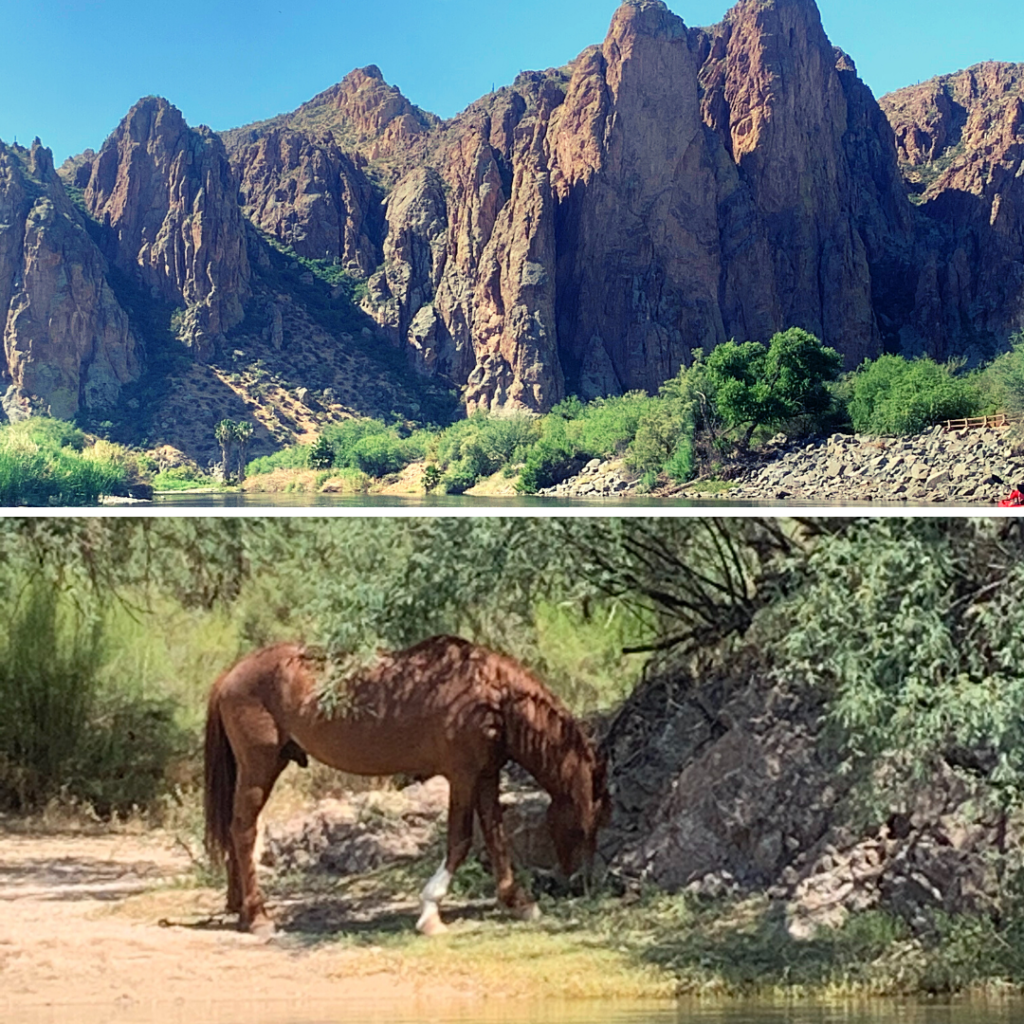 Arizona Wild Horses at Saguaro Lake Summer AZ Activities